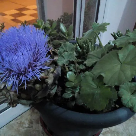 Paphos Inn Пафос